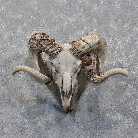 Corsican Ram Skull And Horns Goat Skull Ram Skull Skull Art