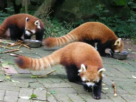 Chinese Fox Panda Love Panda Cute Animals