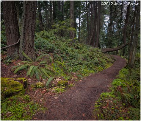 Pacific Northwest Woodland Path Plant And Nature Photos Julie L