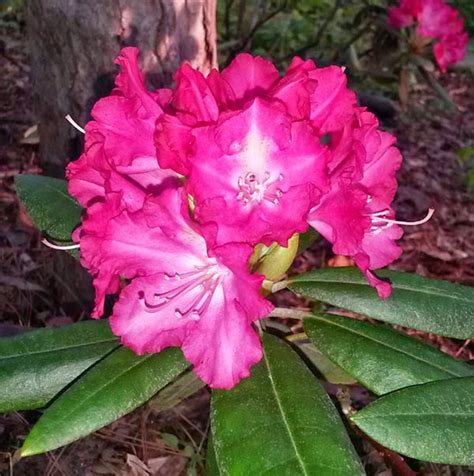 Rhododendron Mountain Laurel Leaves