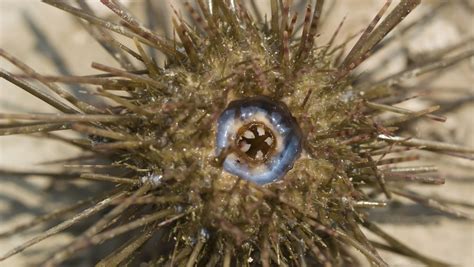 15 Cool Sea Urchin Facts You Should Know