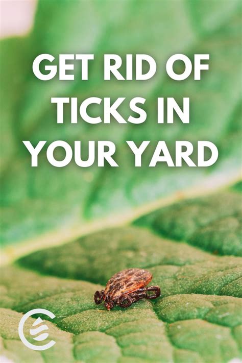 Prevent And Get Rid Of Ticks In Your Yard In 3 Simple Steps Get Rid
