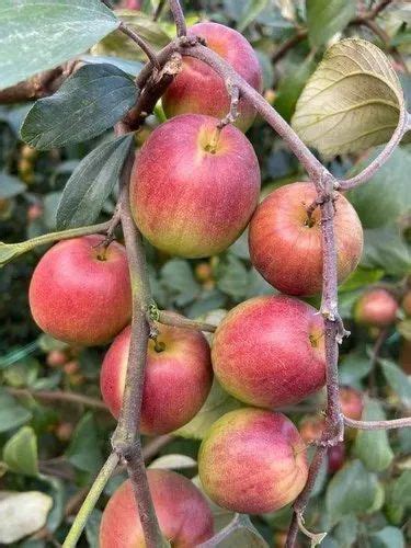 Thai Full Sun Exposure Ball Sundari Apple Ber Plant For Garden At Rs 9plant In Kolkata