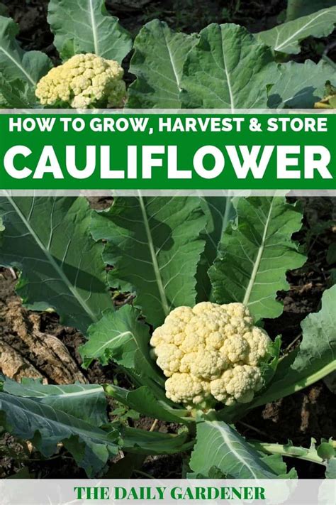How To Grow Cauliflower In Your Garden