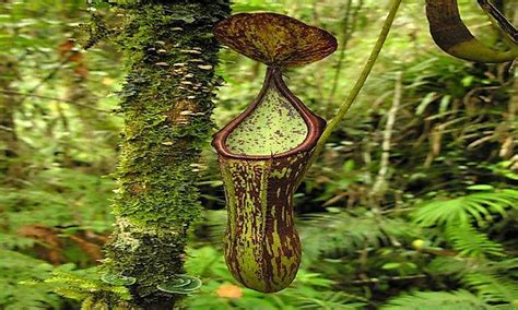Get tips on planting both fall and winter flowers with help from a bulb and garden expert in this free video series. Native Plants Of The Philippines - WorldAtlas.com