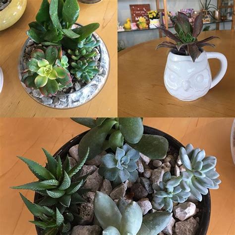 Customers can easily send flowers to canada in a simple manner with the help our online flower delivery in canada. #succulents #owl #zengarden #plumeriabb | Plumeria, Send ...