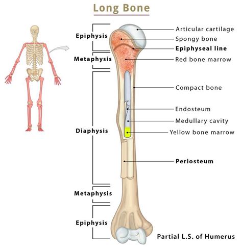 Vector Illustration Scheme Of Bone Cross Section Diagram With Articular Cartilage Marrow Spongy
