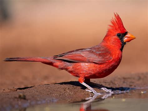 Nestwatch Northern Cardinal Nestwatch