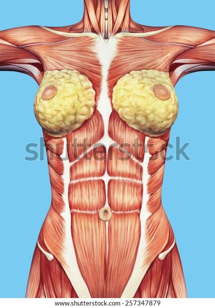 More specifically, this beautifully illustrated anatomy chart includes neck and shoulders, multiple views of the back and spine, and frontal views of each muscular extremity of the human body. Anatomy Female Chest Torso Featuring Major Stock ...
