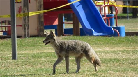 Urban Coyotes Are Literally Full Of Garbage — And Thats Risky For