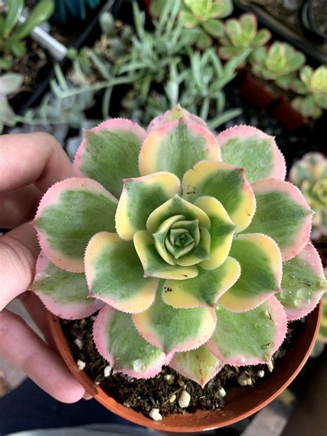 Basic caring for succulents where should i plant succulents? Excited to share the latest addition to my #etsy shop: 4 ...