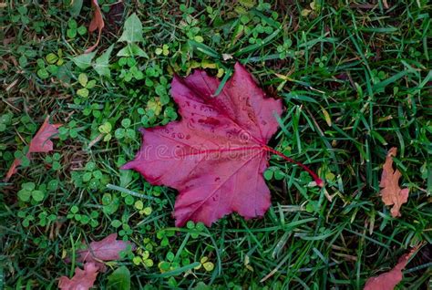 Dry Autumn Red Maple Leaf On The Green Grass Stock Photo Image Of