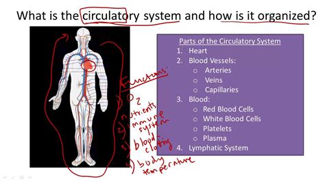 Circulatory System Structure And Function Youtube