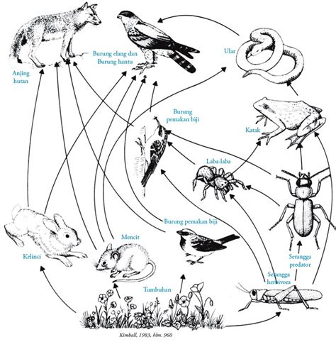 Alga → siput → ular sungai → bangau → pengurai. Rantai Makanan, Jaring-jaring Makanan dan Piramida Ekologi