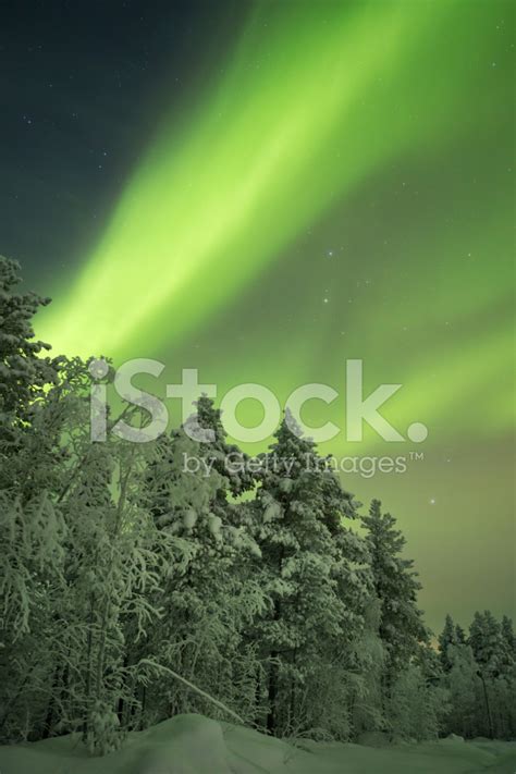 Aurora Borealis Over Snowy Trees In Winter Finnish Lapland Stock Photo