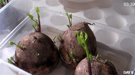 How To Grow Potato Sprout Youtube