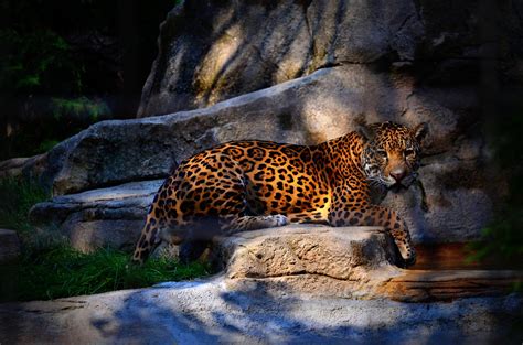 Jaguar. Such a majestic animal. | Rahul Jain | Flickr