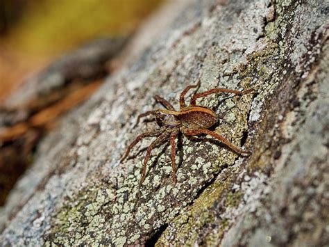 Wolf Spider Photograph By Jouko Lehto Fine Art America