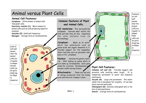 Check spelling or type a new query. Plant & Animal Cell Printable | Earth Mama's World