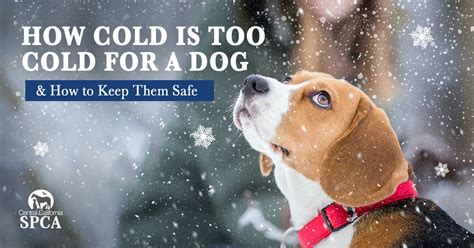 How Cold Is Too Cold For A Dog And How To Keep Them Safe Central