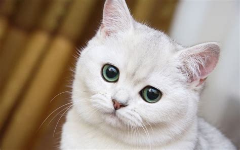 1920x1200 Cute White Cat Muzzle Wallpaper Coolwallpapersme