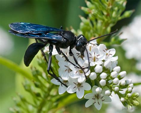 Blue Winged Wasp Scolia Dubia By Jude Walton Redbubble