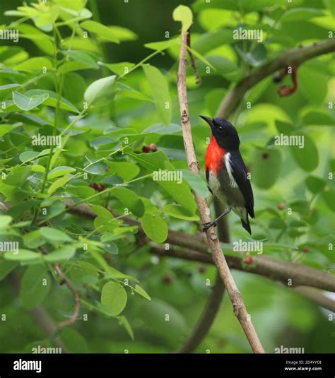 Wakatobi Regency Hi Res Stock Photography And Images Alamy