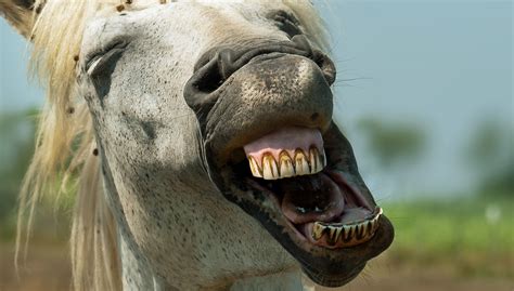 Check spelling or type a new query. Gähnendes Pferd Foto & Bild | tiere, wildlife, natur ...