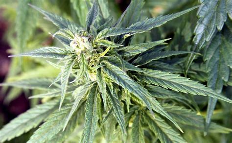 Plants, much like animals and humans, need sustenance. 5 Key Components of Female Marijuana Plants