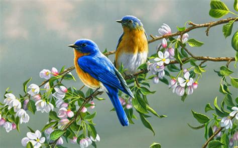 Gambar Burung Wallpaper HD ~ FOTO BURUNG KICAU