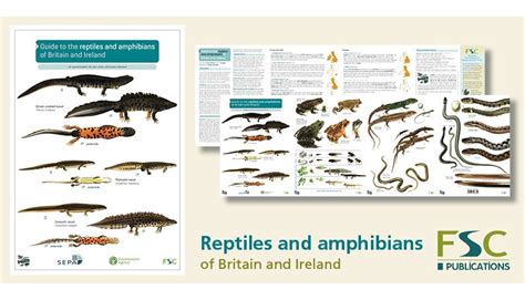 Fsc Fold Out Id Chart Reptiles And Amphibians Identification Chart