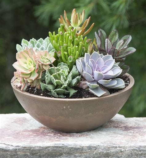 What Type Of Plants Are Succulents Dane101