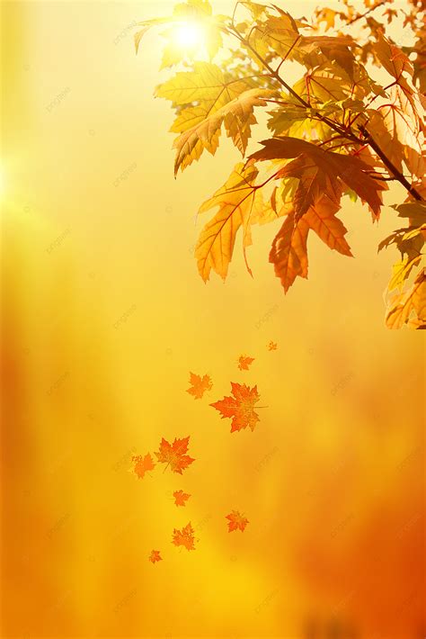 Simple Yellow Autumn Background Wallpaper Image For Free Download Pngtree