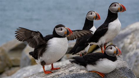 Why You Should Visit The Maine State Museum To See Puffins Museum Of