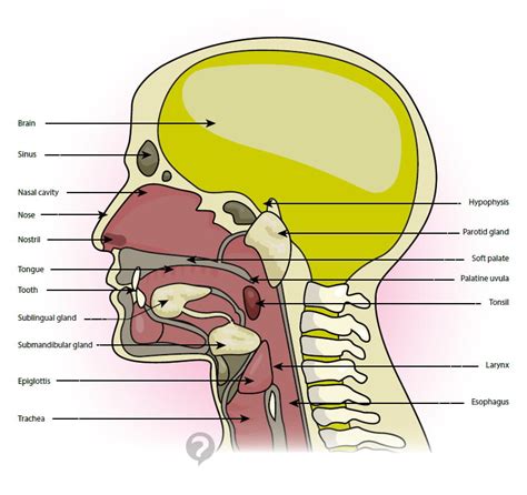Throat Anatomy Definition