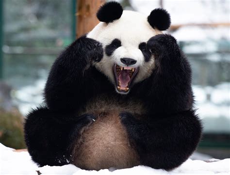 National Panda Day 2022 Celebrate With 15 Adorable Photos Of Pandas