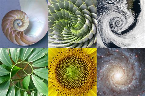 Over time, the golden ratio has acquired a sort of. Exponential Evolution - DNA Activation and 'The Golden ...