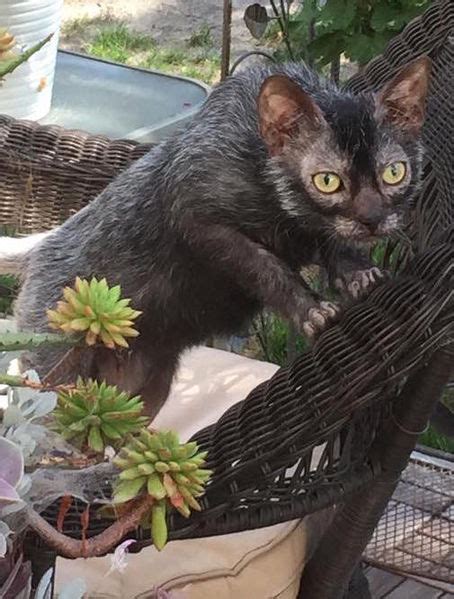 Lykois are an active cat that enjoys games, playing around with people and independently, and loves a good hunt. Lykoi Cat Breed Kittens Info, Temperament, Care, Training ...