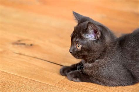 Black British Shorthairs 9 Cool Facts And Pictures Thepetfaq