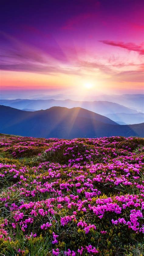 Pink Rhododendron Flowers On A Summer Mountain Carpathian Ukraine