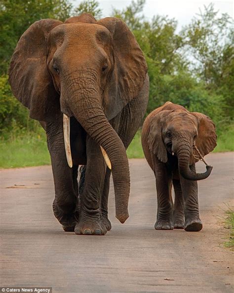 Kruger National Park Photographer Renata Ewald Captures An Elephant