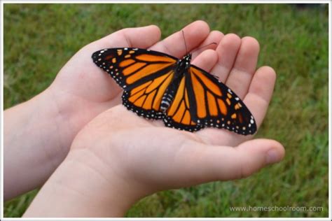 Nature Study ~ Saying Goodbye To Our Monarch Butterflies