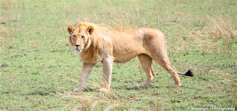 Only about 1 in 8 male lions survive to adulthood. Lions Mating Sequence-7 by Okavanga on DeviantArt