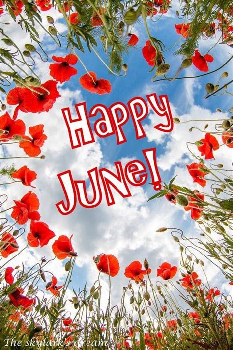 Happy June°° Bullet Journal Flip Through May Bullet Journal November