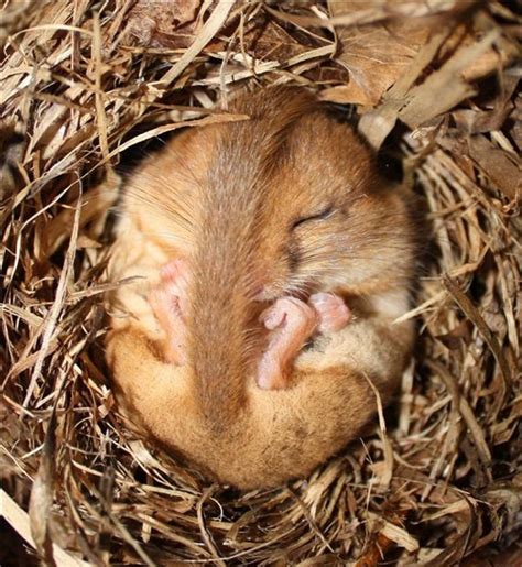 I was nervous at first, right away i washed my finger very well, and used peroxide. 17 Best images about Mice, Field mice, Field mouse ...