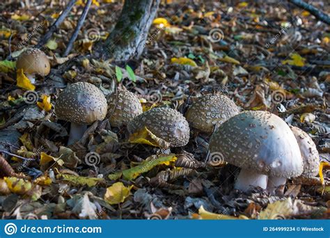 Edible Amanita Rubescens Blusher Mushroom Growing In The Leaves In The