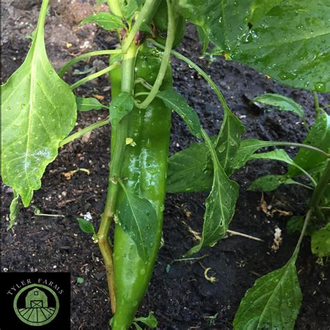 Hatch New Mexico Green Chile Pepper Plant Tyler Farms