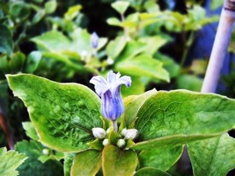Гераклеифолия (борщевиколистный, new love, crepuscule, pink dwarf, i am stanislaus, mrs robert brydon) Clematis Blue Dwarf
