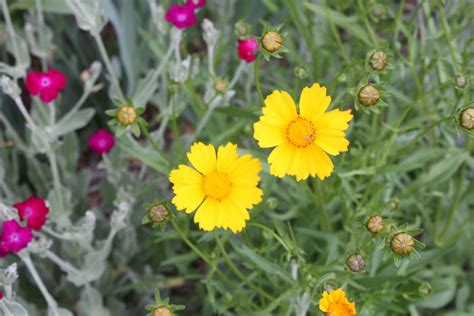 Jul 27, 2020 · usda plant hardiness zone 7 isn't a punishing climate and the growing season is relatively long compared to more northern climates. Coreopsis, Tickseed - Blooming now