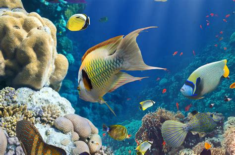 Download Animal Fish 4k Ultra Hd Wallpaper